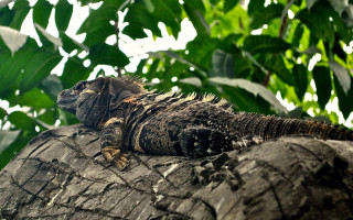 Large lizard tropical jungle nature - the jungle free wallpaper