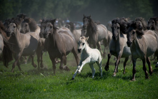 White horse running herd grass - a white horse free wallpaper