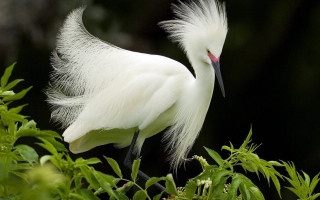 White bird long tail branch 2 - a long tail free wallpaper