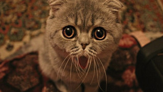 Cat surprised blurry macro remote - remote free wallpaper