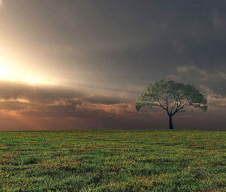 Lone tree field cloudy sky 26 - godray free wallpaper