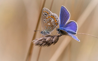 Blue butterflies on plant stem - two butterfly free wallpaper