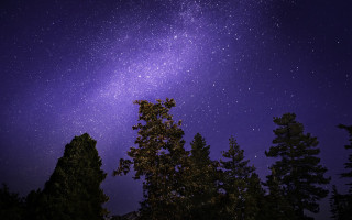 Night sky stars tree moon - a purple hue free wallpaper
