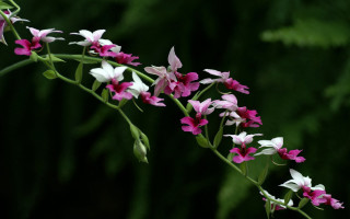 Daisy lily lotus pink white - a blurry background of leaves and grass free wallpaper