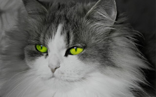 Serious white cat green eyes - green eye free wallpaper for desktop