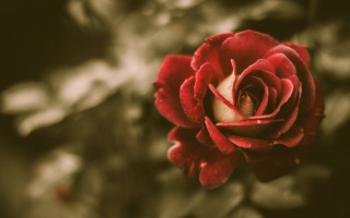 Red rose bokeh flower macro - a green background and a blurry background free wallpaper