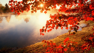 Lake tree sun fog autumn - the tree free wallpaper