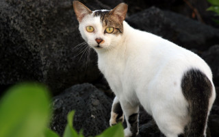 Cat rock sun green plant - a rock in the sun free wallpaper for desktop