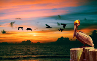 Bird on post sunset over - sunset over the ocean free wallpaper