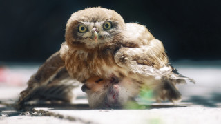 Small owl ground green object - a small owl free wallpaper