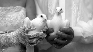 Coupled birds wedding hands conceptual - their hand together free wallpaper