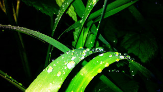 Green plant water drops macro 8 - digital photography free wallpaper