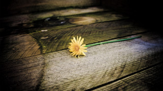 Flower wooden table green handle - end free wallpaper for desktop
