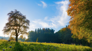 Tree field clouds blueflowers nature - nature free wallpaper