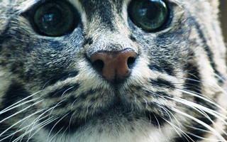 Cat closeup big eyes macro - optical free wallpaper for desktop