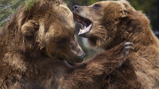 Brown bears fighting woods realistic - institutional critique free wallpaper