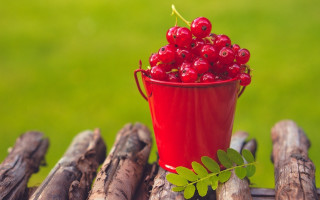 Red berries cup wooden table - red berry free wallpaper
