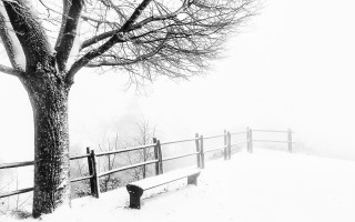 Bench tree snow hillside fog - a hill side free wallpaper