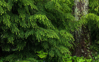 Tree bush leaves bear bird - fine foliage lace free wallpaper for desktop