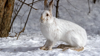 White rabbit snow tree branch 2 - the snow next free wallpaper