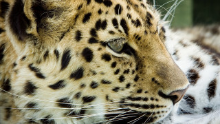 Leopard closeup blurry background jigsaw - a close up of a leopards face free wallpaper