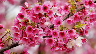 Pink flower tree spring blurry - a blurry background of leaves free wallpaper