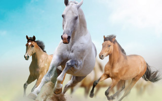 Three horses running field blue - three horse free wallpaper