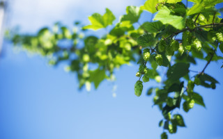 Branch leaves blue sky bokeh 2 - shallow free wallpaper