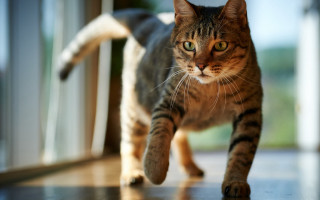 Black cat walking wooden floor - action pose free wallpaper