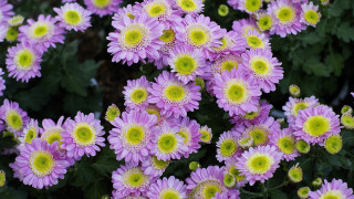 Purple flowers yellow centers garden - a garden area free wallpaper