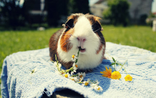 Guinea pig flower blanket yard - romanticism free wallpaper for desktop