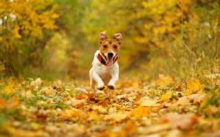 Dog leaves fall autumn blurry - a leaf free wallpaper