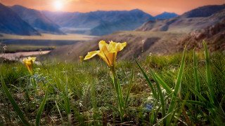 Yellow flower grass mountains river - a yellow flower free wallpaper