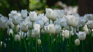 White tulips green grass blurry - the foreground and trees free wallpaper