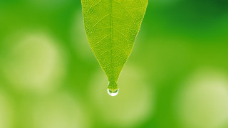 Green leaf water drop macro 6 - a drop of water free wallpaper