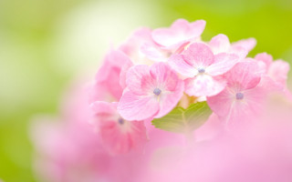 Pink flower macro blurry background 13 - soft color free wallpaper