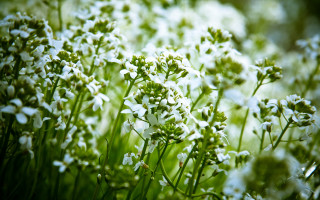 White flower garden macro blurry - green stem and leaves free wallpaper
