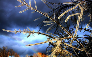 Tree rainbow dark sky clouds - dramatic light free wallpaper for desktop