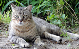 Cat grass dirt bush closeup - a bush in the background free wallpaper