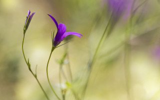 Purple flower field butterfly macro 2 - and a blurry background free wallpaper