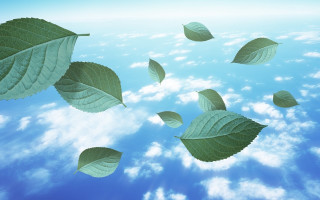 Leaves floating clouds water blue - a group of leaves free wallpaper