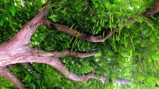 Pink branches green leaves forest - a forest area free wallpaper