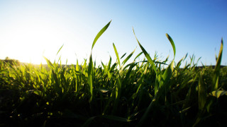 Grass sky clouds nature plant - a field of grass free wallpaper