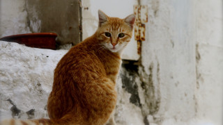 Cat ledge outdoor door rusted - a door in the background free wallpaper