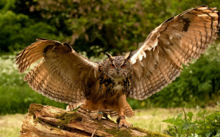 Large owl on log forest - the background and grass free wallpaper