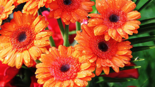 Orange flower water droplets green - orange flower free wallpaper