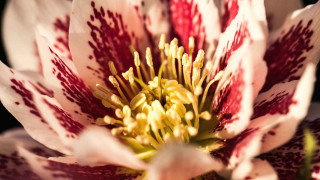 Flower blood stain macro blurry - red stripe free wallpaper