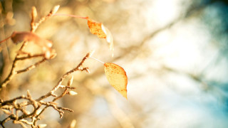 Branch leaves sky autumn blurry - claire hummel free wallpaper