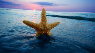 Starfish sunset beach ocean water - a starfish free wallpaper