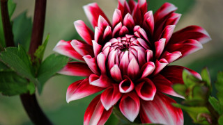 Red white hibiscus leaves bloom - stem free wallpaper for desktop